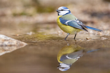 Eurasian blue tit(Cyanistes caeruleus) bathes. Small songbird with mirror reflection in water surface.