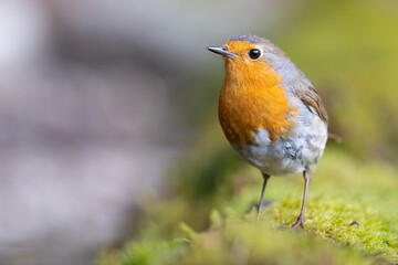 Erithacus rubecula. European robin sitting on the branch in the forest. Wildlife