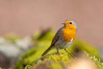 Erithacus rubecula. European robin sitting on the branch in the forest. Wildlife