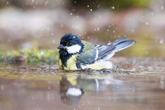 Great Tit (Parus Major) bathes. Small songbird with mirror reflection in water surface.