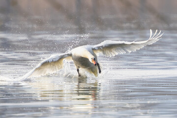 A Mute Swan (Cygnus Olor) taking off from a lake.