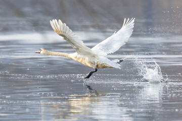 A Mute Swan (Cygnus Olor) taking off from a lake.