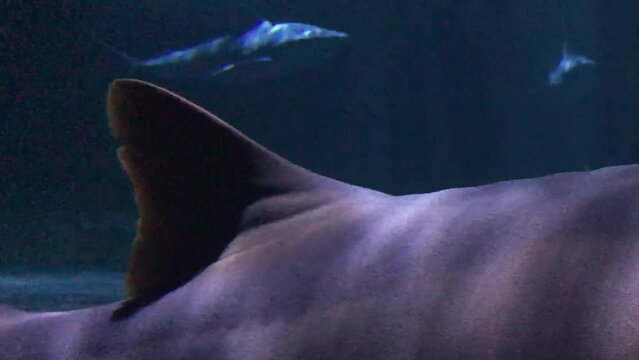 Shark Fin Close Up Sharks Under Water