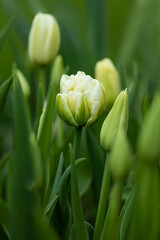 Fototapeta premium white, cream full tulips in the garden against the background of greenery