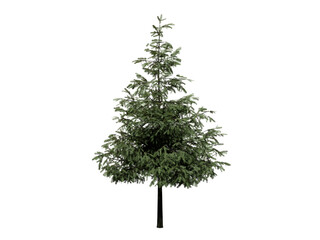 big tree png with transparent background