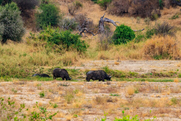 Herd of African buffalo or Cape buffalo (Syncerus caffer) in Tarangire national park, Tanzania