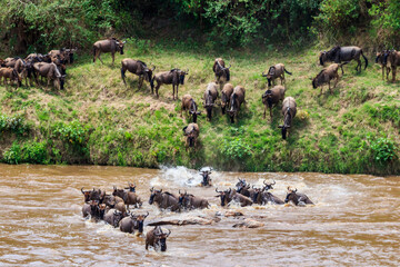 Wildebeest crossing the Mara river in Serengeti national park, Tanzania. Great migration