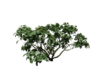 Flower tree png with transparent background