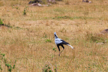 Secretarybird or secretary bird (Sagittarius serpentarius) walking in Serengeti national park, Tanzania