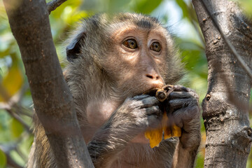 The portrait of macaque with a banana on a tree in tropical forest, Thailand