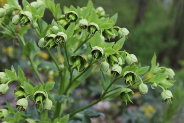Helleborus foetidus. Stinking hellebore blossom in springtime.