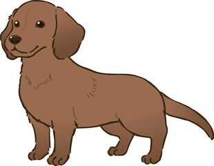 ダックスフンド（スムースコート、レッド）