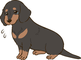 悲しむダックスフンド（スムースコート、ブラックタン）