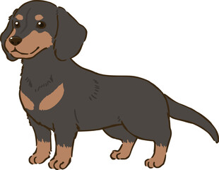 ダックスフンド（スムースコート、ブラックタン）