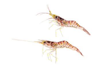 スジエビ 手描き水彩画