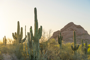 Saguaro Cactus in the desert with mountains in Tempe, Arizona