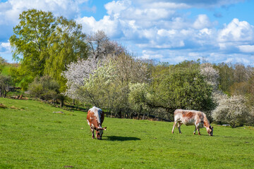 Grazing cows on a meadow in the spring