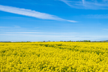 Blooming rapeseed field with a blue sky in summer