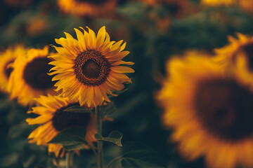 beautiful sunflowers in the sunset. Agriculture flower background concept.