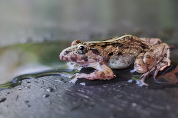 frog and shadow in the water