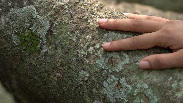 Nature's Embrace-Hand Tenderly Touching the Bark of a Tree with Love