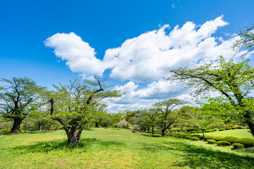 新緑の羊山公園・芝生広場の風景