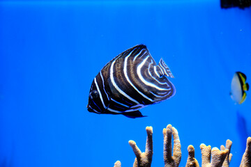 魚