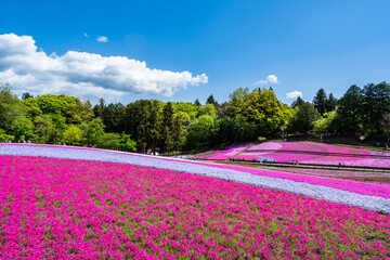丘陵地を彩る秩父・羊山公園の芝桜（2023年4月）