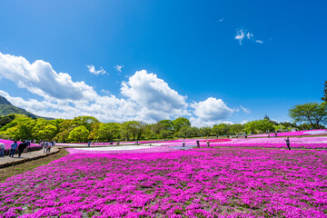 丘陵地を彩る秩父・羊山公園の芝桜（2023年4月）
