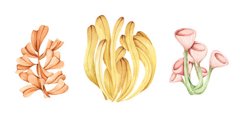 Seaweeds. Underwater ocean plants, sea coral elements. Isolated on white background. Watercolor illustration.