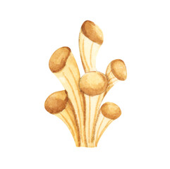 Fototapeta premium Seaweeds. Underwater ocean plants, sea coral elements. Watercolor illustration.