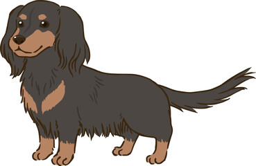 ダックスフンド（ロングコート、ブラックタン）