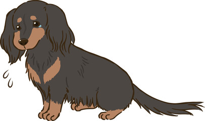 悲しむダックスフンド（ロングコート、ブラックタン）