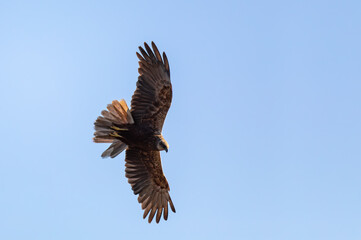Fototapeta na wymiar Marsh Harrier, Circus aeruginosus Flying on and hunting on on the blue sky, Birds of prey in Czech Republic, Europe Wildlife