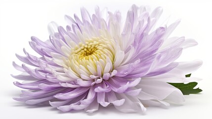 Obraz premium Aster close-up shot with studio lighting on a white background. AI generated.