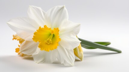 Daffodil close-up shot with studio lighting on a white background. AI generated.