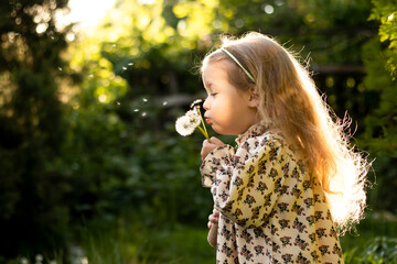 cheerful little girl with long hair having fun blowing dandelions at sunset in spring in nature