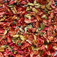 red autumn leaves