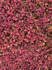 background of leaves