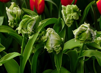 Fototapeta premium Tulpen