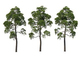 Various trees and plants on transparent background
