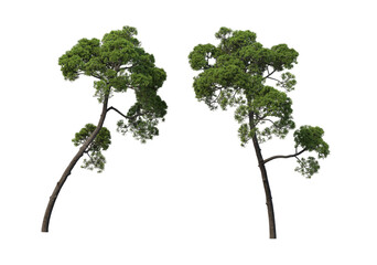 Obraz premium Various trees and plants on transparent background