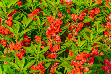 Decorative flowers. A village of artisans in Nha Trang in Vietnam. Decorative park. 