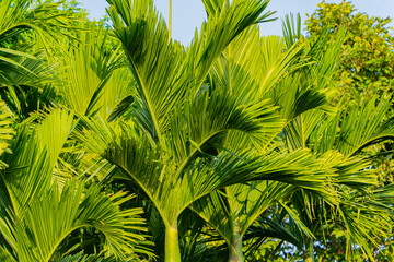Palm leaves. A village of artisans in Nha Trang in Vietnam. Decorative park. 