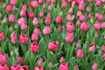 Fototapeta premium Tulips, beautiful, colorful spring flowers. Close up.
