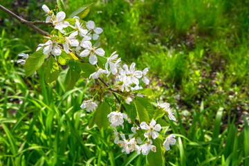 Flowering spring garden. Flowers of fruit trees. Young spring greenery in the garden. Fresh grass.