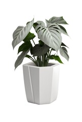 Obraz premium Beautiful ornamental plant in flowerpot isolated on white. Home decoration, generative ai
