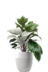 Beautiful ornamental plant in flowerpot isolated on white. Home decoration, generative ai