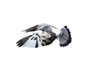 Beautiful Pigeon flying isolated on transparent background png file