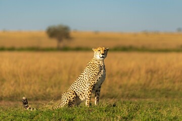 cheetah in Mara © zubair